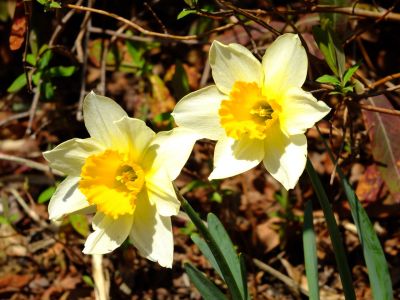 荏田南5丁目（水仙の花）

