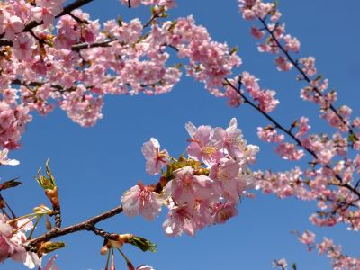 茅ヶ崎公園（河津ざくら）
