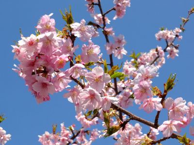 茅ヶ崎公園（河津ざくら）
