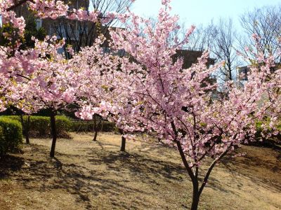 茅ヶ崎公園（河津ざくら）

