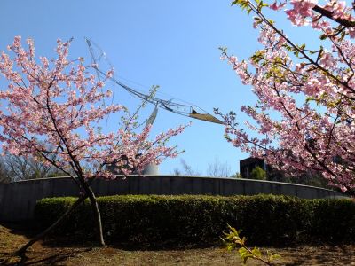茅ヶ崎公園（河津ざくら）
