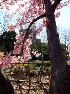 茅ヶ崎公園（河津ざくら）
