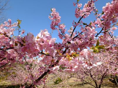 茅ヶ崎公園（河津ざくら）

