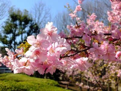 茅ヶ崎公園（河津ざくら）
