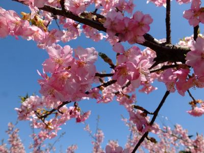 茅ヶ崎公園（河津ざくら）
