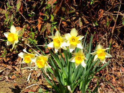 荏田南5丁目（水仙の花）
