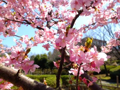 茅ヶ崎公園（河津ざくら）
