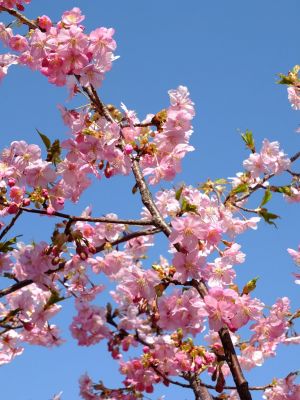 茅ヶ崎公園（河津ざくら）
