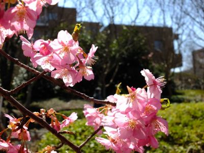 茅ヶ崎公園（河津ざくら）
