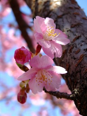 茅ヶ崎公園（河津ざくら）
