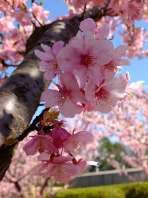 茅ヶ崎公園（河津ざくら）
