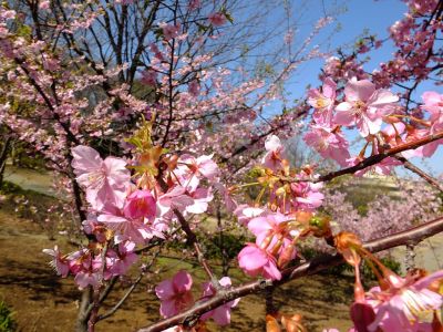 茅ヶ崎公園（河津ざくら）
