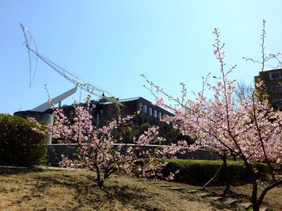 茅ヶ崎公園（河津ざくら）
