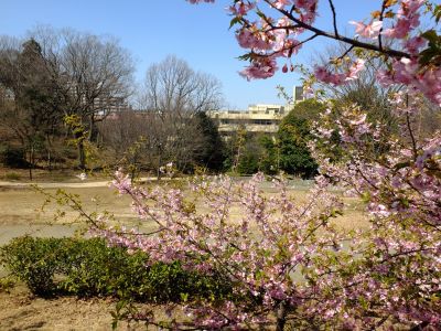 茅ヶ崎公園（河津ざくら）
