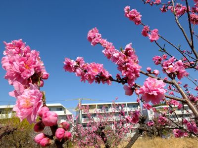 荏田南5丁目（桃の花）
