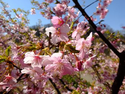 茅ヶ崎公園（河津ざくら）
