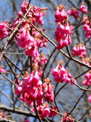 茅ヶ崎公園（寒緋桜）
