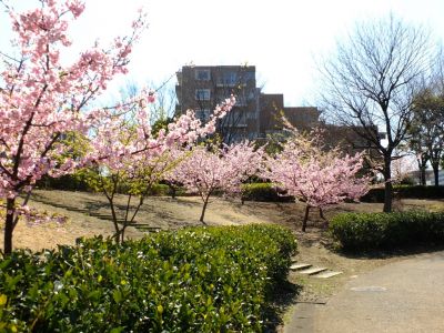 茅ヶ崎公園（河津ざくら）
