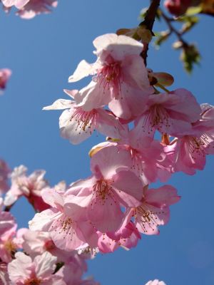 茅ヶ崎公園（河津ざくら）
