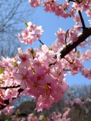 茅ヶ崎公園（河津ざくら）
