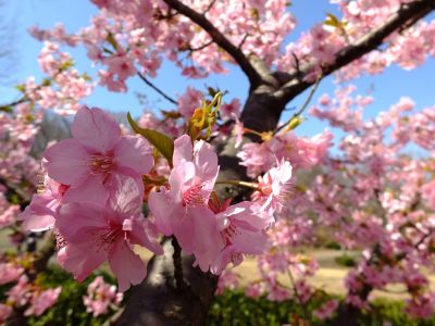 茅ヶ崎公園（河津ざくら）
