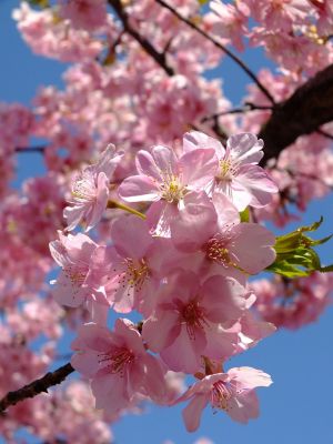 茅ヶ崎公園（河津ざくら）
