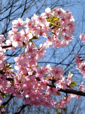 茅ヶ崎公園（河津ざくら）
