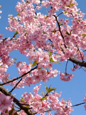 茅ヶ崎公園（河津ざくら）
