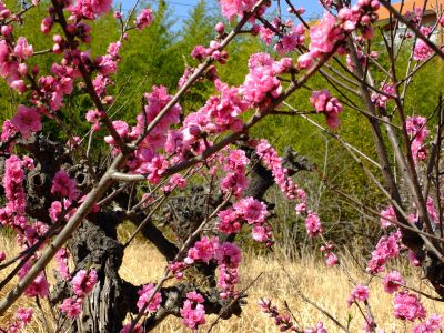 荏田南5丁目（桃の花）
