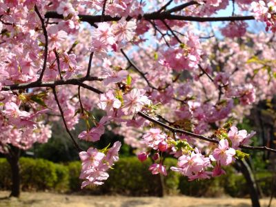 茅ヶ崎公園（河津ざくら）
