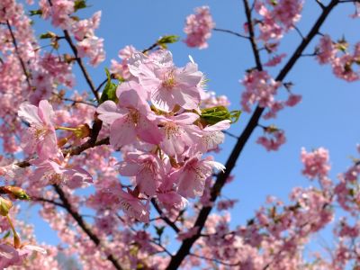 茅ヶ崎公園（河津ざくら）
