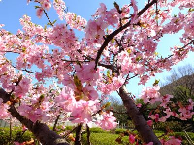 茅ヶ崎公園（河津ざくら）
