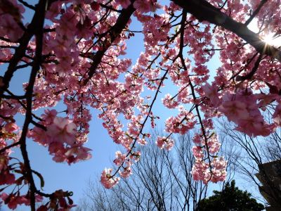 茅ヶ崎公園（河津ざくら）
