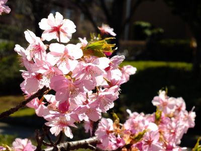 茅ヶ崎公園（河津ざくら）
