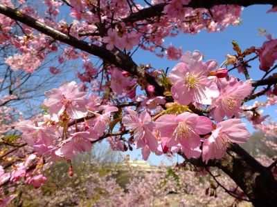 茅ヶ崎公園（河津ざくら）
