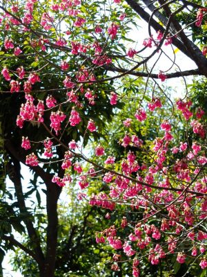 茅ヶ崎公園（寒緋桜）
