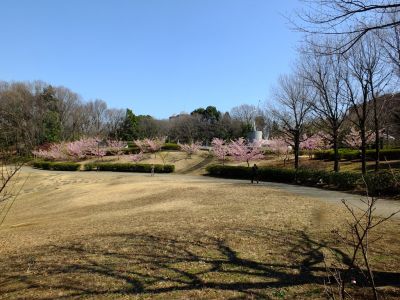 茅ヶ崎公園（河津ざくら）
