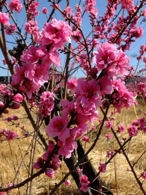 荏田南5丁目（桃の花）
