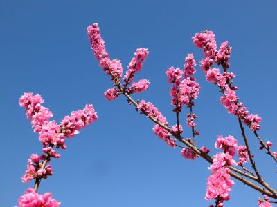 荏田南5丁目（桃の花）
