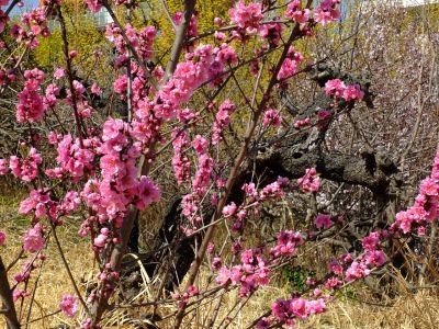 荏田南5丁目（桃の花）
