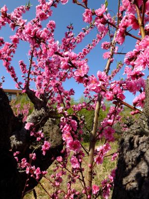 荏田南五丁目（桃の花）
