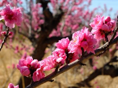 荏田南5丁目（桃の花）
