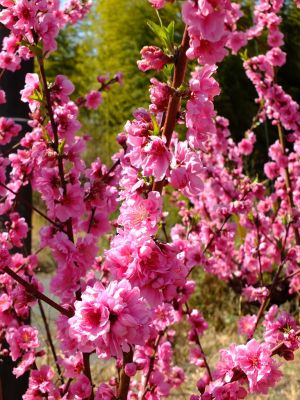 荏田南五丁目（桃の花）
