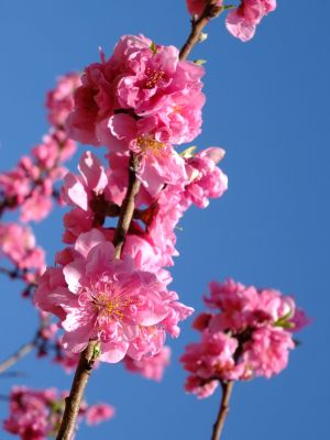 荏田南5丁目（桃の花）

