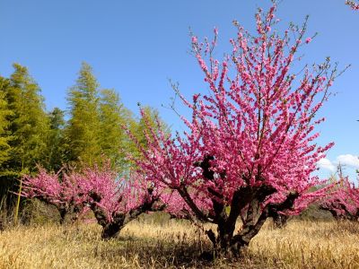 荏田南五丁目（桃の花）
