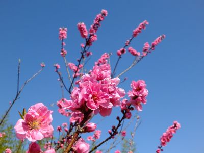 荏田南5丁目（桃の花）
