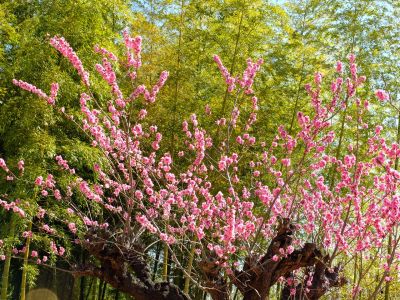 荏田南5丁目（桃の花）
