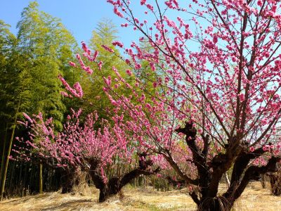 荏田南5丁目（桃の花）
