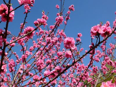 荏田南5丁目（桃の花）
