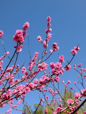 荏田南5丁目（桃の花）
